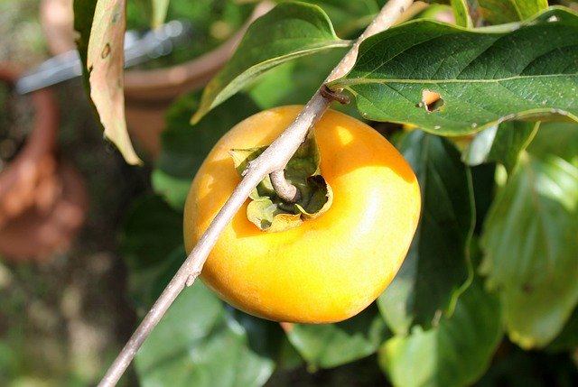 Free download Persimmon Fruit Food -  free photo or picture to be edited with GIMP online image editor