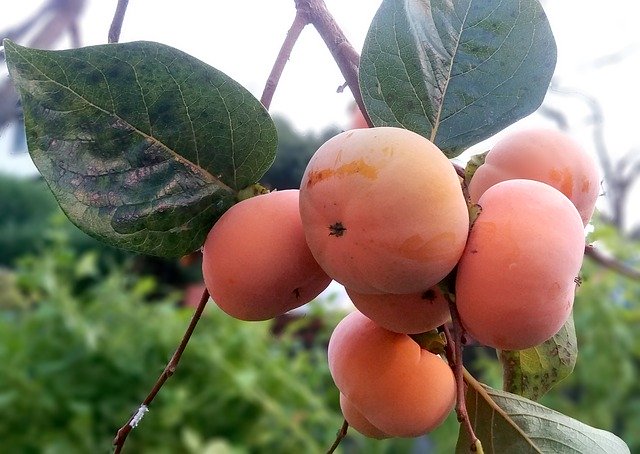 Free download Persimmon Fruit In Autumn Sejong -  free photo or picture to be edited with GIMP online image editor