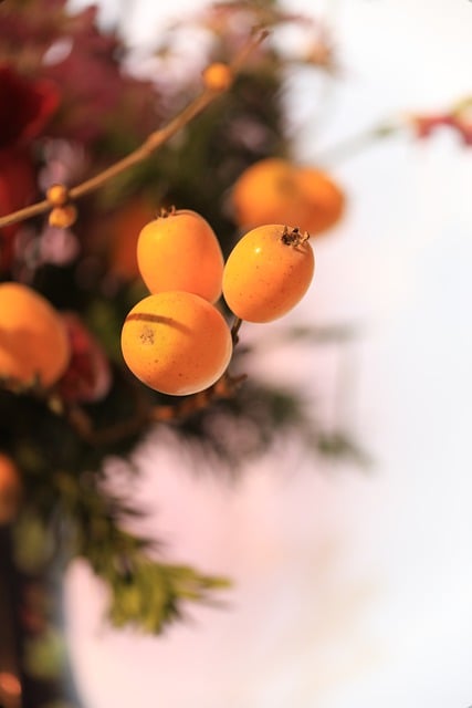 Free download persimmon fruit plant natural free picture to be edited with GIMP free online image editor