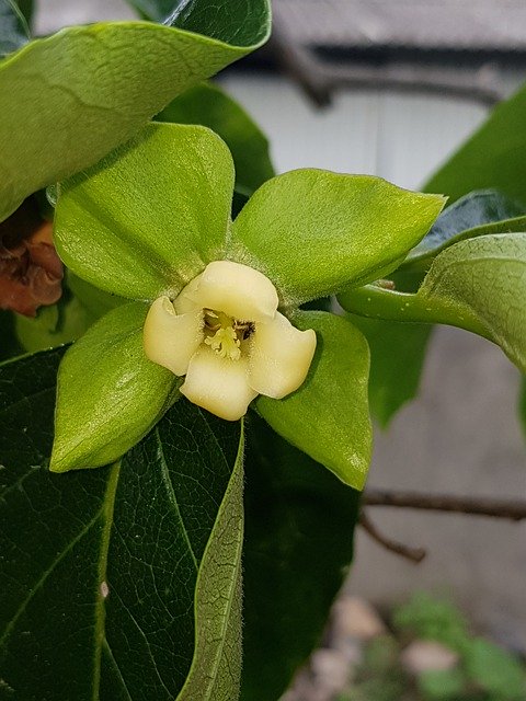 Скачать бесплатно Persimmon Gamkkot Nature - бесплатное фото или изображение для редактирования с помощью онлайн-редактора изображений GIMP