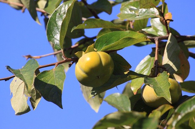 Free download Persimmon Plants Autumn -  free photo or picture to be edited with GIMP online image editor