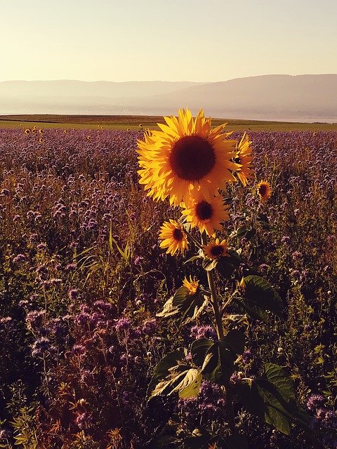 Descărcare gratuită Persons Flowers Evening Sunset Sunset - fotografie sau imagine gratuită pentru a fi editată cu editorul de imagini online GIMP