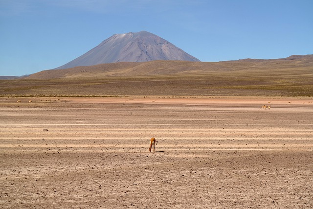 Free download peru lama alpaca animal wildlife free picture to be edited with GIMP free online image editor