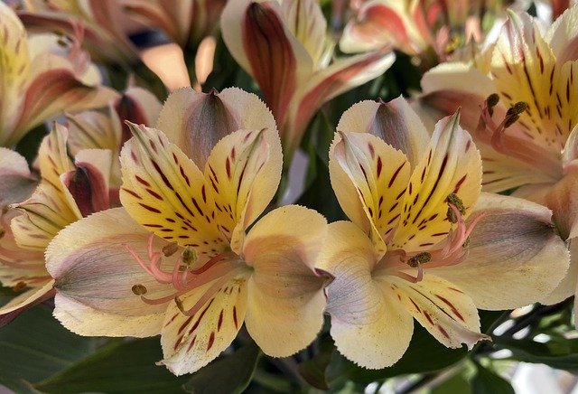 Gratis download Peruaanse Lily Flower Nature - gratis foto of afbeelding om te bewerken met GIMP online afbeeldingseditor
