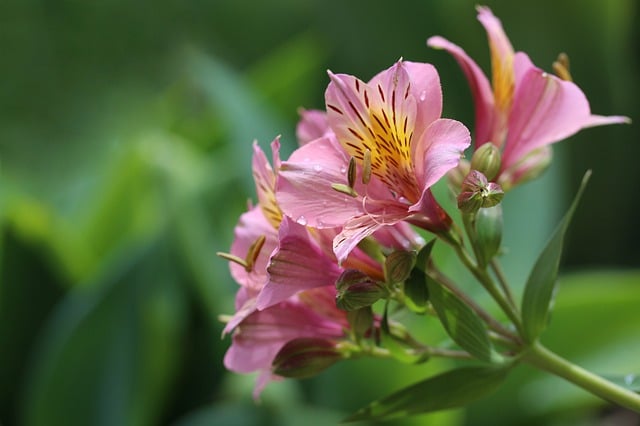 Téléchargement gratuit d'une photo gratuite de plante de fleurs de lys péruvienne à modifier avec l'éditeur d'images en ligne gratuit GIMP