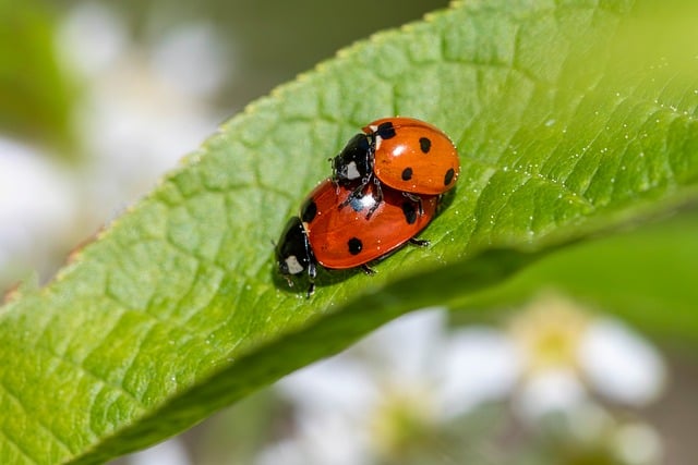 Free download pest management aphid predator free picture to be edited with GIMP free online image editor