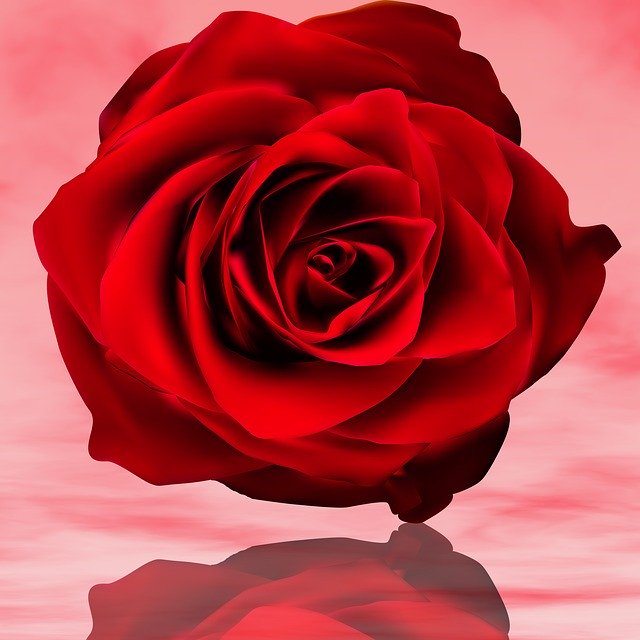 Free download Petal Rosa Flower -  free illustration to be edited with GIMP free online image editor