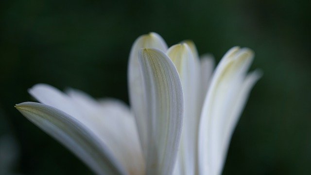 Free download petals background white green yellow free picture to be edited with GIMP free online image editor
