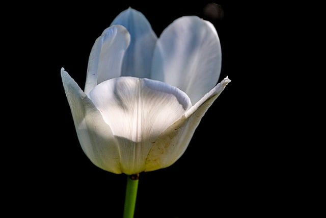 Free download petals blossom bloom nature free picture to be edited with GIMP free online image editor