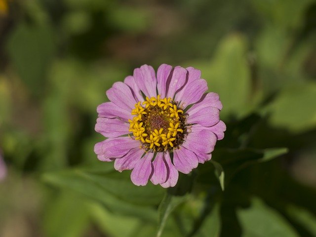 Kostenloser Download Petals Flower Nature - kostenloses Foto oder Bild zur Bearbeitung mit GIMP Online-Bildbearbeitung