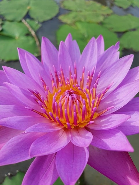 Free download petals pollen lotus close up free picture to be edited with GIMP free online image editor
