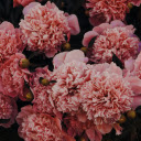 Petals Swirl, Soft Pink Hues Bloom  screen for extension Chrome web store in OffiDocs Chromium