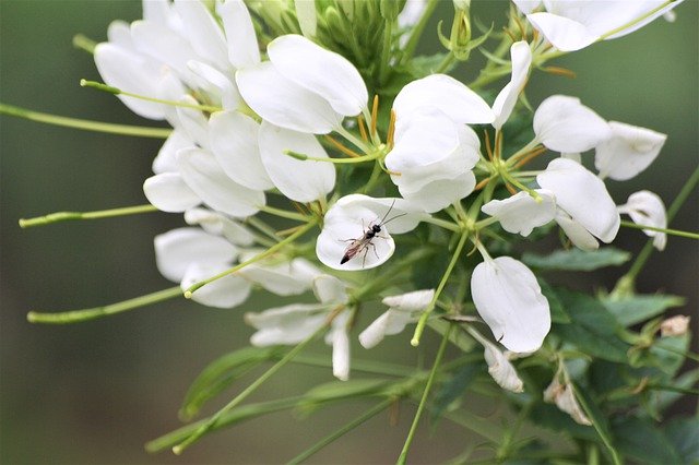Free picture Petals White Fly Walk In The -  to be edited by GIMP free image editor by OffiDocs