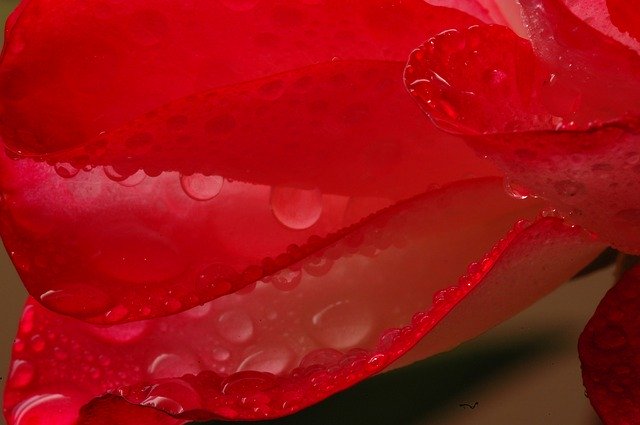 Free download Petal Wet -  free photo or picture to be edited with GIMP online image editor