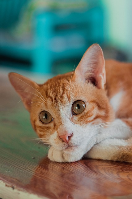 Free download pet cat kitten feline animal free picture to be edited with GIMP free online image editor