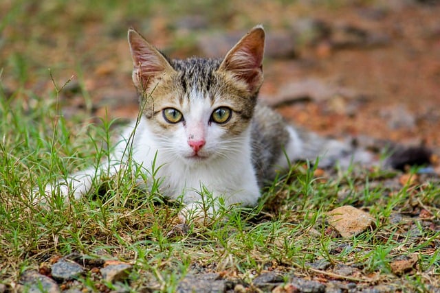 Free download pet cat outdoors grass feline free picture to be edited with GIMP free online image editor