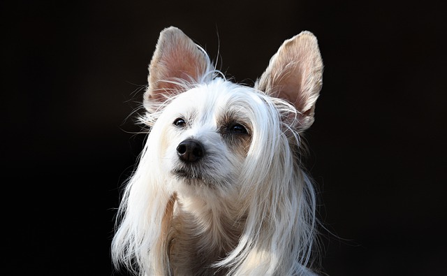 Free download pet dog canine chinese crested fur free picture to be edited with GIMP free online image editor