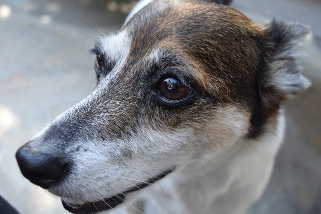 Free download pet dog k9 free picture to be edited with GIMP free online image editor