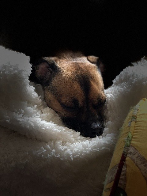 Unduh gratis Pet Dog On Soft Blanket Sad - foto atau gambar gratis untuk diedit dengan editor gambar online GIMP