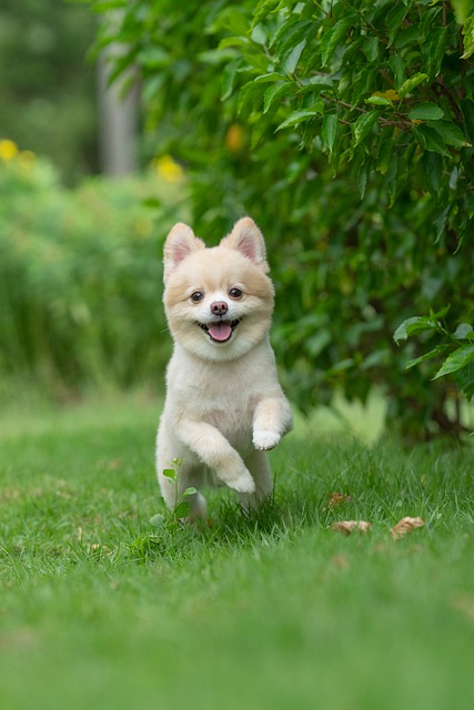 Free download pet dog pomeranian canine animal free picture to be edited with GIMP free online image editor