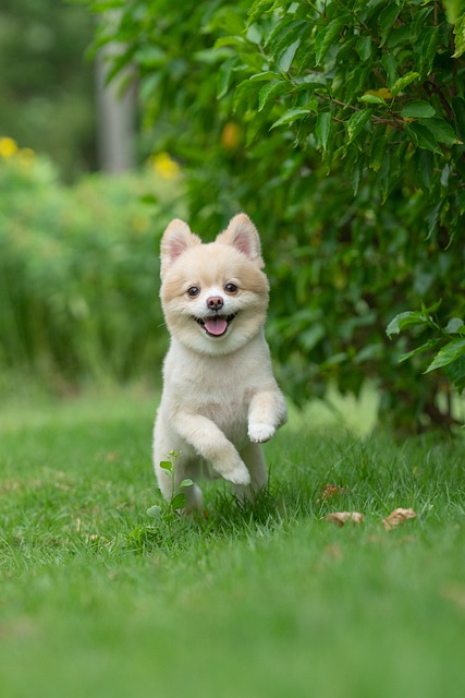 Free download pet dog pomeranian canine animal free picture to be edited with GIMP free online image editor