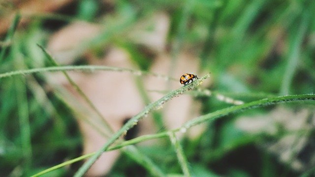 دانلود رایگان Petite Nature Ladybug - عکس یا عکس رایگان قابل ویرایش با ویرایشگر تصویر آنلاین GIMP