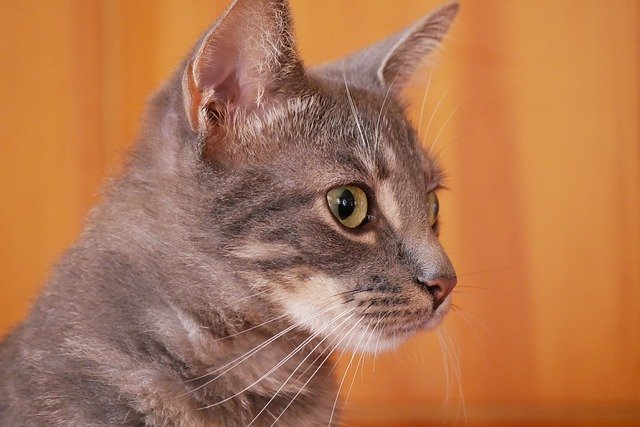 Free download Pet Kitten Feline -  free photo or picture to be edited with GIMP online image editor