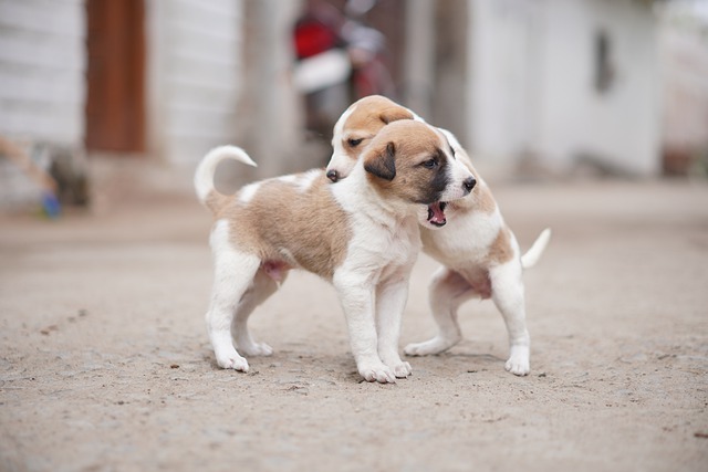 Free download pet puppies animals street canine free picture to be edited with GIMP free online image editor