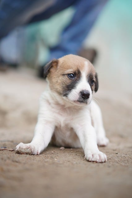 Free download pet puppy animal street canine free picture to be edited with GIMP free online image editor