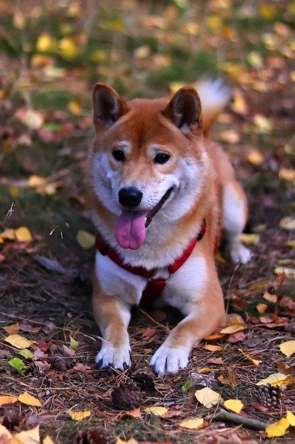 Free download Pet Purebred Dog Animal -  free photo or picture to be edited with GIMP online image editor