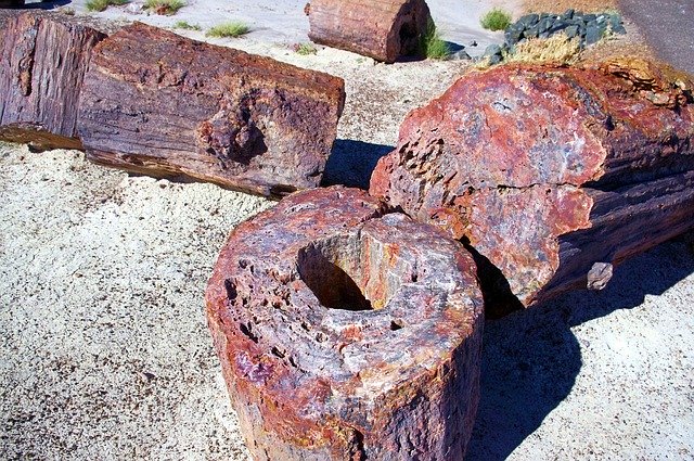 Скачать бесплатно Petrified Logs Forest - бесплатное фото или изображение для редактирования с помощью онлайн-редактора изображений GIMP