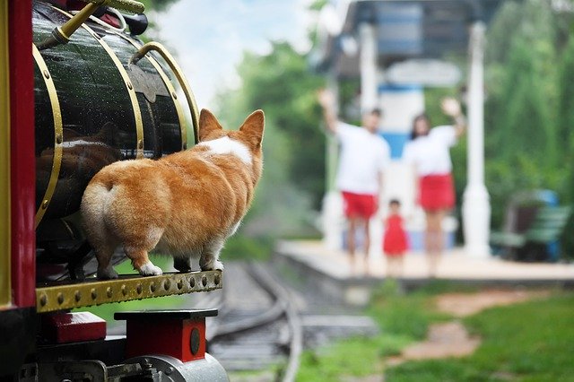 무료 다운로드 Pets Dog Corgi - 무료 사진 또는 김프 온라인 이미지 편집기로 편집할 사진