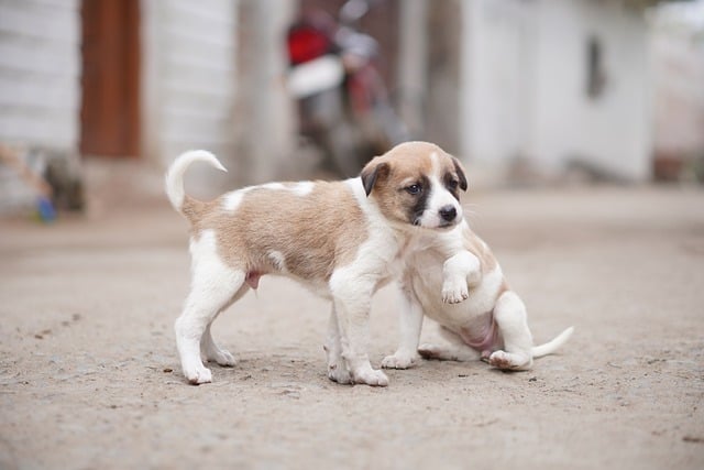 Free download pets puppies animals street canine free picture to be edited with GIMP free online image editor