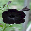 Petunia Black Velvet wallpaper  screen for extension Chrome web store in OffiDocs Chromium