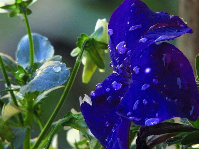 Unduh gratis Petunia Blue Purple - foto atau gambar gratis untuk diedit dengan editor gambar online GIMP