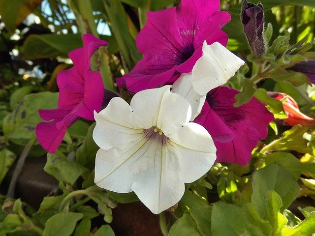 Descarga gratuita Petunia Flower Balcony Plant - foto o imagen gratuita para editar con el editor de imágenes en línea GIMP