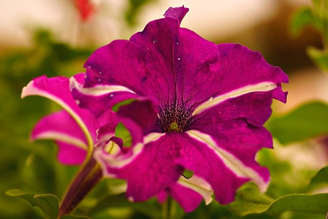 Free download petunia flower pink flower garden free picture to be edited with GIMP free online image editor