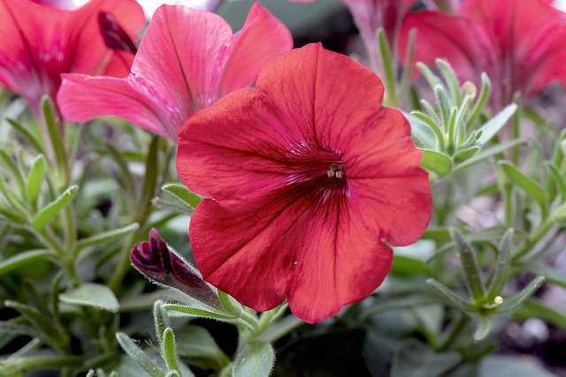 Free download Petunia Flower Purple -  free photo or picture to be edited with GIMP online image editor