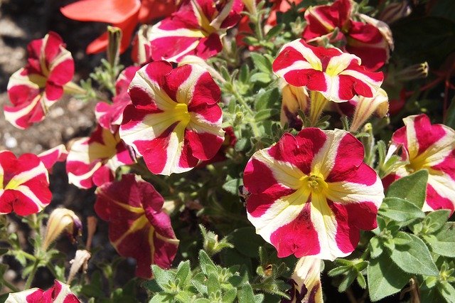 Free download Petunia Flower Red -  free photo or picture to be edited with GIMP online image editor