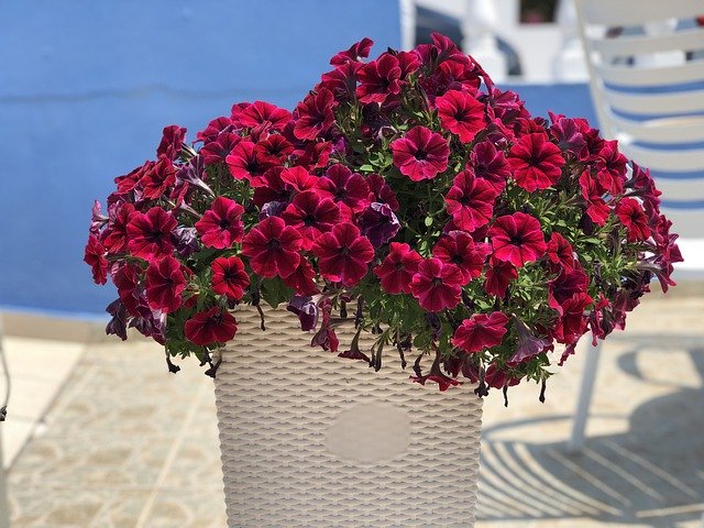 Free download Petunia Flowers Bright -  free photo or picture to be edited with GIMP online image editor