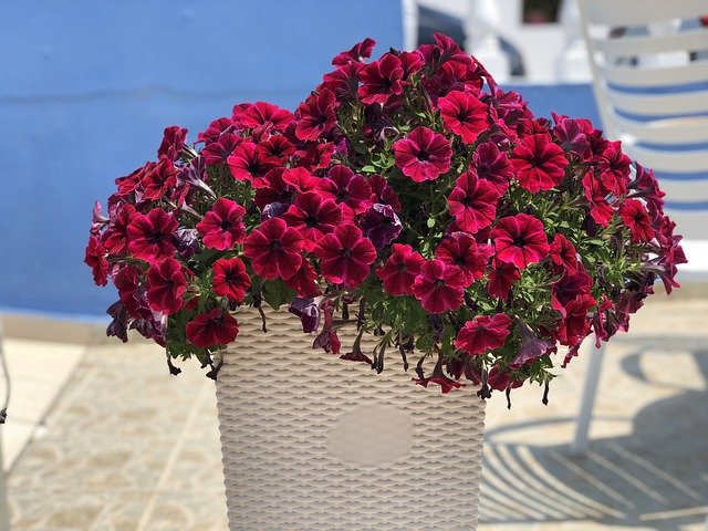 Скачать бесплатно Petunia Flowers Bright - бесплатное фото или изображение для редактирования с помощью онлайн-редактора изображений GIMP