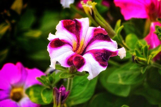 Free download Petunia Flowers Nyc -  free photo or picture to be edited with GIMP online image editor