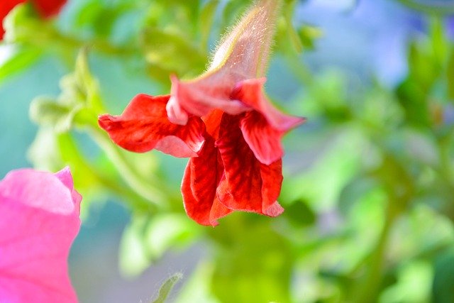 Безкоштовно завантажте Petunia Flowers Red - безкоштовне фото або зображення для редагування в онлайн-редакторі зображень GIMP