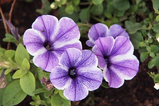 Free download Petunia Mauve Starfish -  free photo or picture to be edited with GIMP online image editor