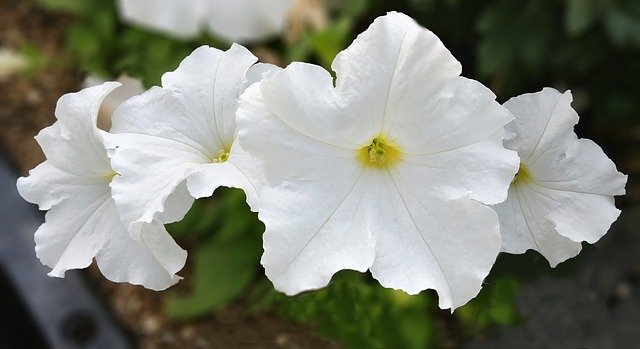 Free download Petunia Page Century White Flower -  free photo or picture to be edited with GIMP online image editor