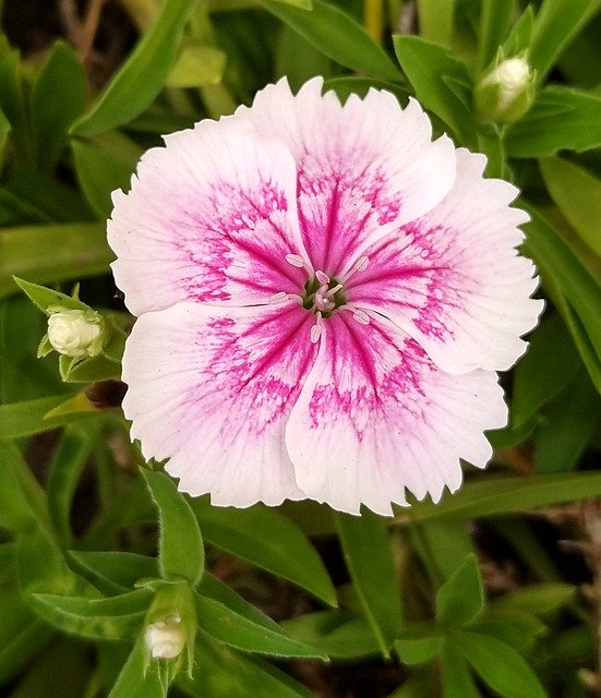 Free download Petunia Pink White -  free free photo or picture to be edited with GIMP online image editor
