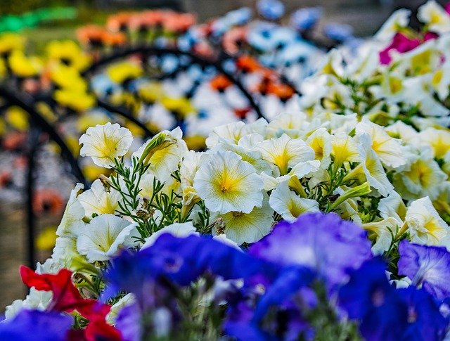 Descărcare gratuită Petunia Purple Blossom - fotografie sau imagine gratuită pentru a fi editată cu editorul de imagini online GIMP