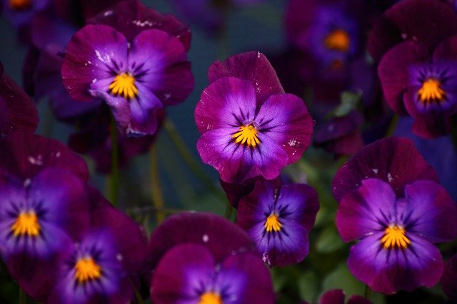 Unduh gratis Petunia Purple Plants Violet - foto atau gambar gratis untuk diedit dengan editor gambar online GIMP