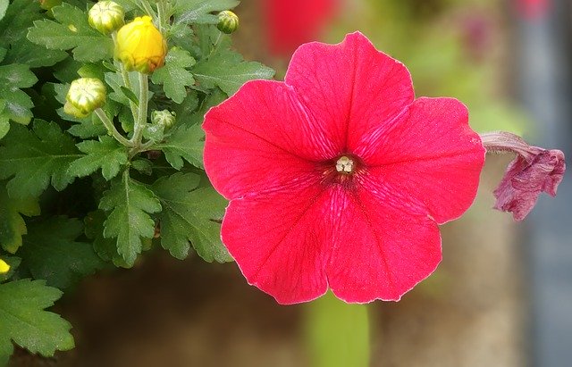 Free download Petunia Red Flower Beautiful -  free photo or picture to be edited with GIMP online image editor