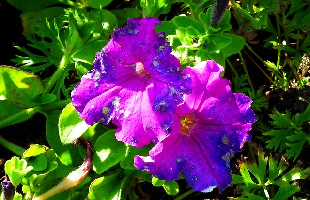 무료 다운로드 Petunias Flowers Colorful - 무료 사진 또는 김프 온라인 이미지 편집기로 편집할 수 있는 사진